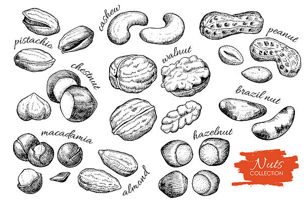 ilustrações de stock, clip art, desenhos animados e ícones de vector mão desenhado conjunto de frutos de casca rija. gravado colecção de - semente ilustrações