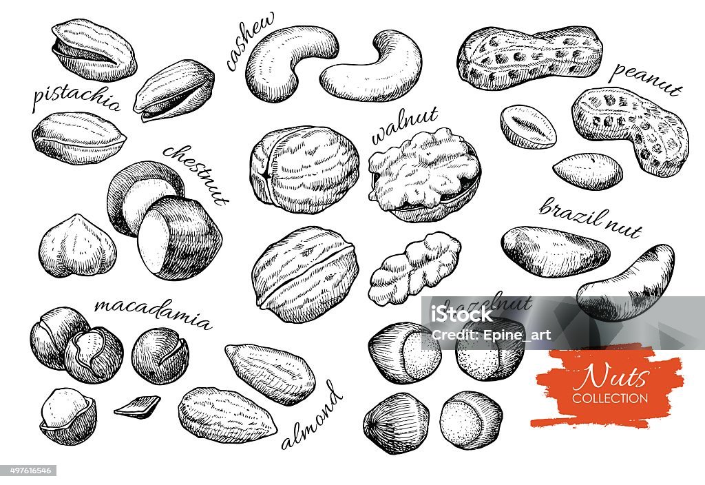 Vector hand drawn nuts set. Engraved collection Vector hand drawn nuts set. Engraved collection. Nut - Food stock vector