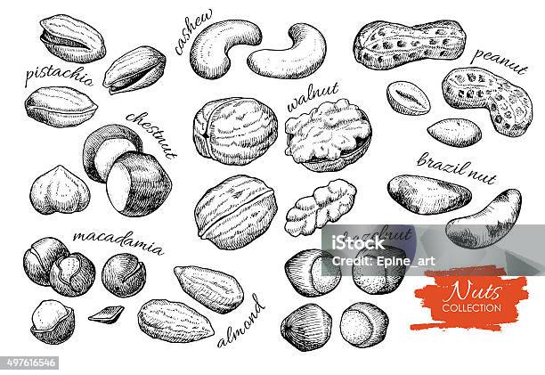 Vector Hand Drawn Nuts Set Engraved Collection Stock Illustration - Download Image Now - Nut - Food, Illustration, Drawing - Activity
