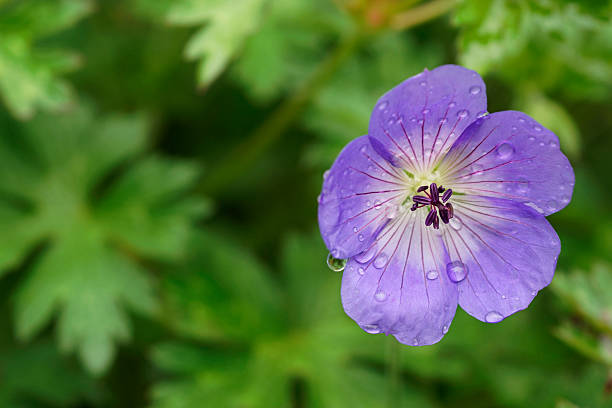 istock Purple Burst of Flower 497616547