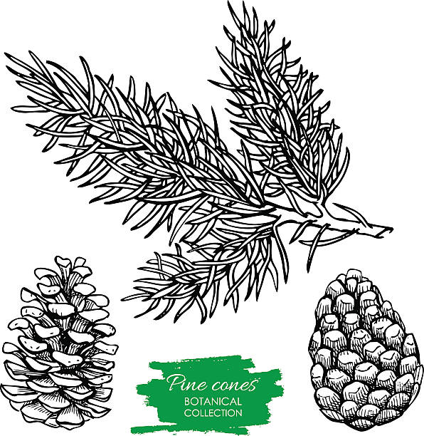 ベクトルの手描きの植物パインコーンとブランチ。 - pine tree pine cone branch isolated点のイラスト素材／クリップアート素材／マンガ素材／アイコン素材