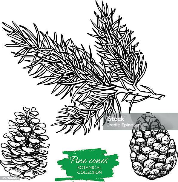 Vector Hand Drawn Botanical Pine Cone And Branch Stock Illustration - Download Image Now - Pine Cone, Black And White, Illustration