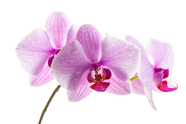 istock Pink streaked orchid flowers 497616783