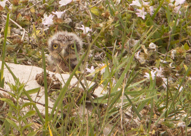 Burrowing Owl Chick stock photo
