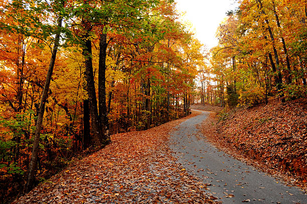 istock Fall Colors With Leaves On A Mountain Road 497616948