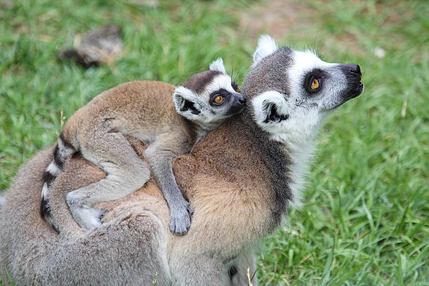 istock Ring-tailed Lemur Catta with baby 497616983