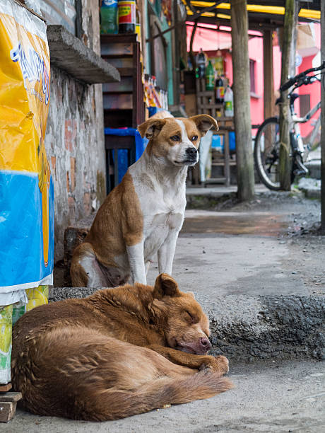 dogs outside La Paz in Bolivia sit patiently together outside a shop