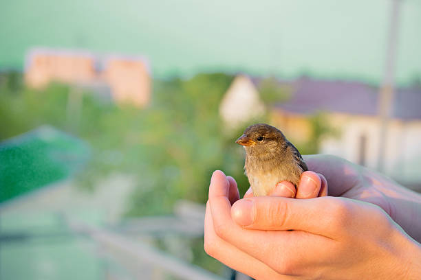 istock Bird in Hands. Country Background 497619781