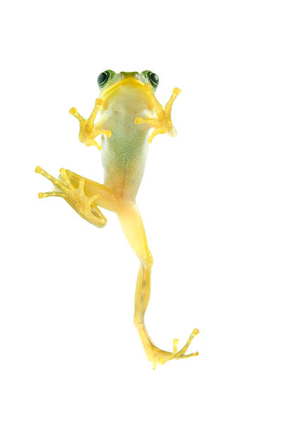 istock Japanese Tree Frog-Hyla japonica 497620021