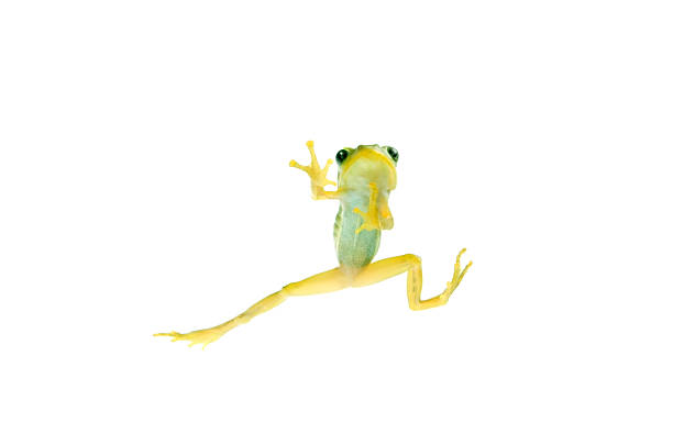 Asian girl playing with a little frog.