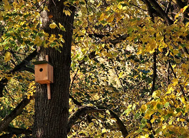 autumn day bird nesting-box tree.
