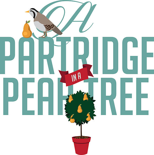 partridge in der birnbaum - first day of christmas stock-grafiken, -clipart, -cartoons und -symbole