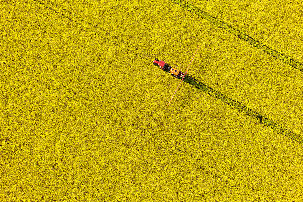 vue aérienne de la récolte de viol jaune avec un tracteur champs - colza photos et images de collection