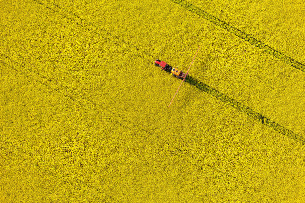 하늘에서 바라본 노란색 rape 수확하다 필드를 트랙터 - oilseed rape 뉴스 사진 이미지