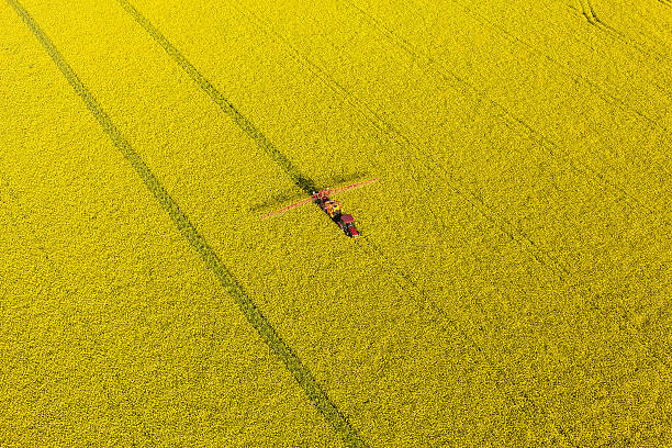 vue aérienne de la récolte de viol jaune avec un tracteur champs - aerial view mid air farm field photos et images de collection