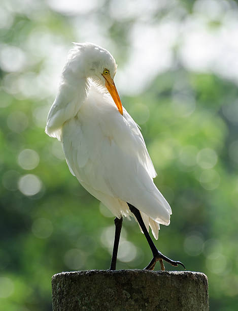 garça-branca-grande (ardea alba) - egret great egret animals and pets white bird - fotografias e filmes do acervo