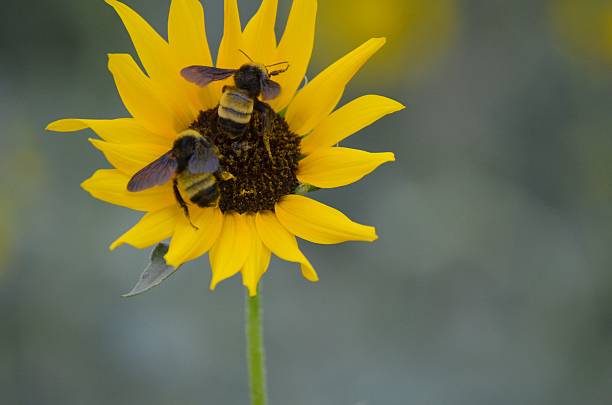 bees auf sonnenblume - nebraska landscape midwest usa landscaped stock-fotos und bilder