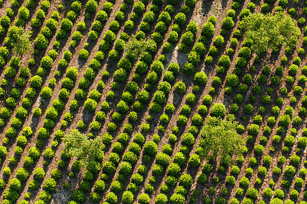 aerial view of the tree plantation aerial view of the tree plantation in Poland tree farm stock pictures, royalty-free photos & images