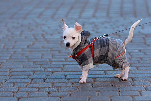 petit chien debout - animal body photos et images de collection