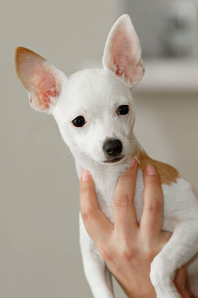 chihuahua dans la main - chihuahua stroking pets human hand photos et images de collection