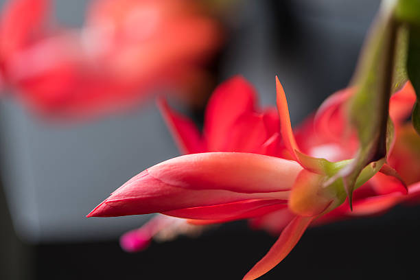 Christmas Cactus Flower Christmas Cactus Flower  Zygocactus stock pictures, royalty-free photos & images