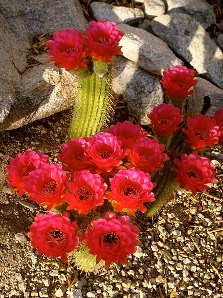 rosa brillante cactus flores de tucson - single flower flower desert new mexico fotografías e imágenes de stock