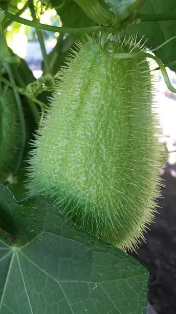 An edible green squash found growing in a community garden in California.  The plant is originally native to Mesoamerica.