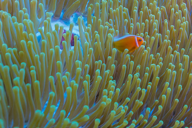 istock Pink Skunk Clownfishes and Anemone 497633510