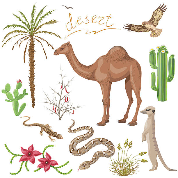 wüste, in der pflanzen und tiere-set - herbivorous animals in the wild camel hoofed mammal stock-grafiken, -clipart, -cartoons und -symbole