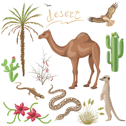 Set of desert plants and animals images isolated on white.