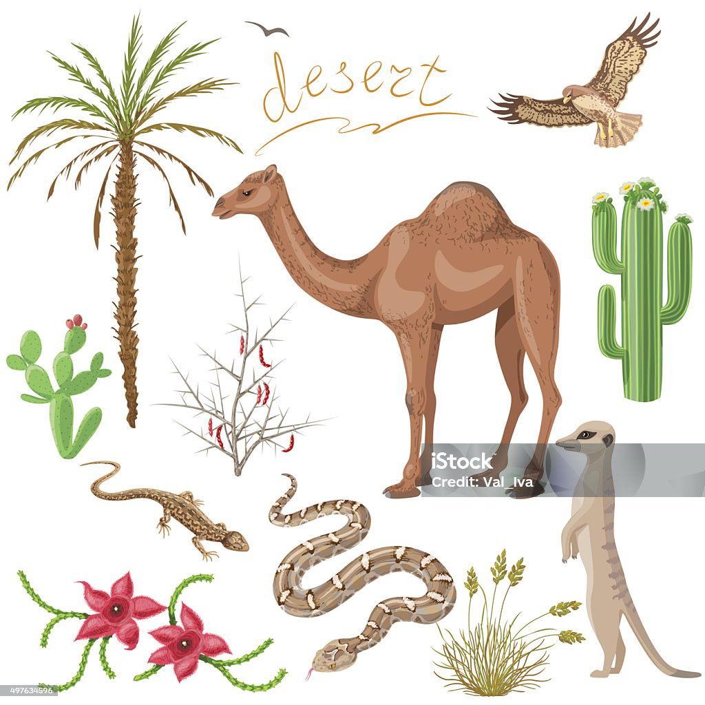 Desert Plants And Animals Set Stock Illustration - Download Image Now -  Desert Area, Animal, Thorn Bush - iStock