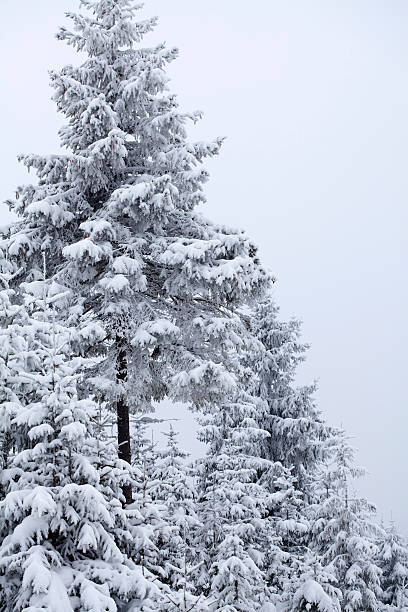 istock Snow covered pine trees in the mountains 497634702