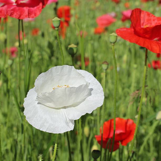 , coquelicots fleurs d'été - minority white bright simplicity photos et images de collection