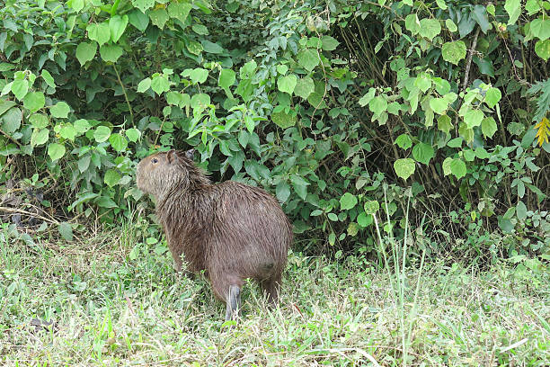 istock Capybara. Madidi Park. Bolivia 497634944