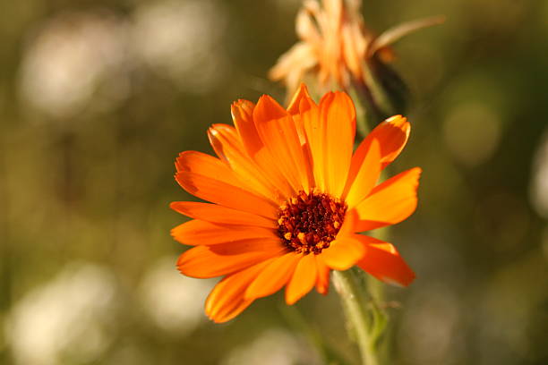istock Chrysanthemum Flower autumn 497635160