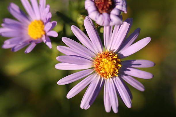 istock Chrysanthemum Flower autumn 497635212