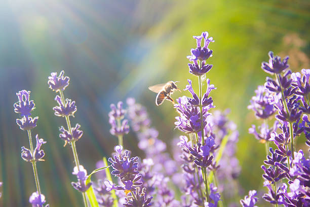 istock Bee pollinates Franch Washnder - Lavandula Denata 497636003