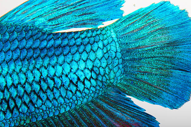 istock Close-up on a fish skin 497636465