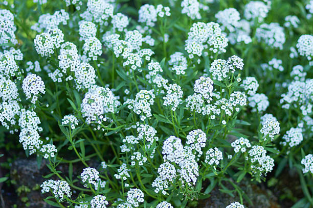 istock sweet alison flowers 497636603