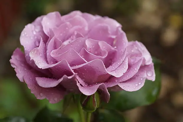 Angel Face rose variety blooming in the garden