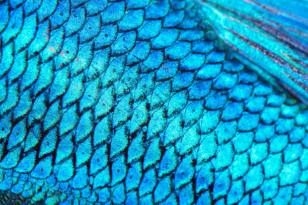 istock Close-up on a fish skin 497637223