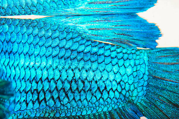 istock Close-up on a fish skin 497637229