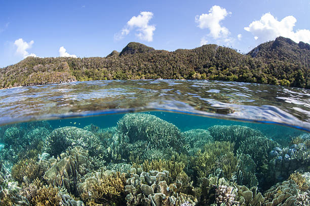 istock Limestone Islands and Diverse Coral Reef 497637346
