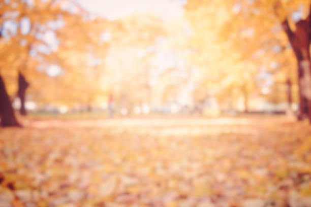 istock autumn trees out of focus, natural bokeh background 497638168