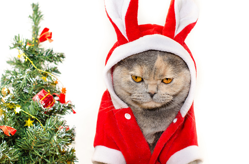 Sad christmas cat dressing up in red rabbit costume