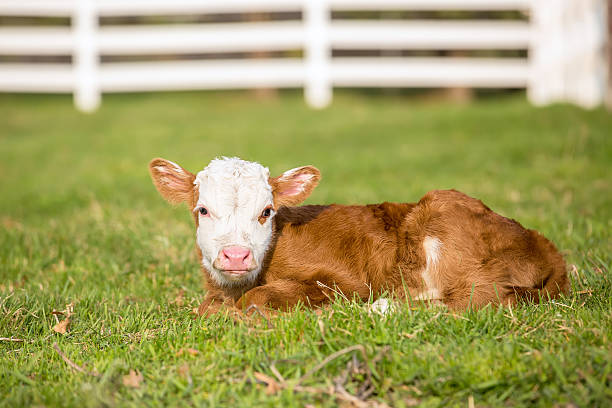 istock Brown & White Hereford Calf Laying in Pasture 497638612