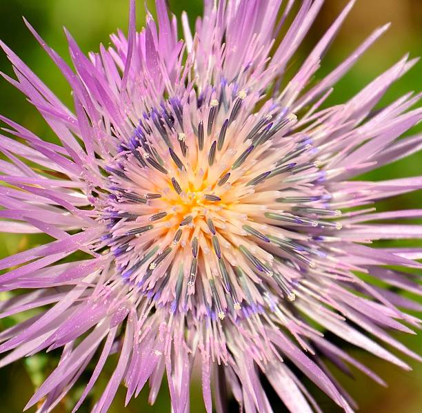 Closeup of wild thistle flower