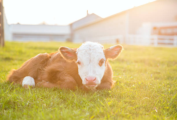 istock Newborn Brown & White Hereford Calf Laying in Pasture 497638662