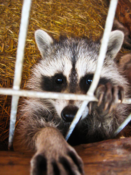 istock Raccoon with asking paw behind a bar 497638892