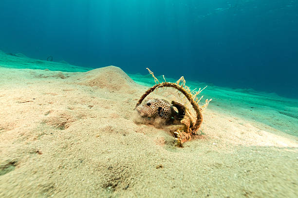 istock Puffer in the Red Sea. 497639193